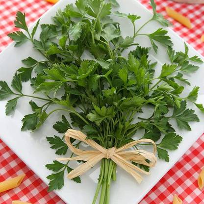 CYBEXIS ATS-16 - Organic Giant Italian Parsley - (250 Seeds) Seed