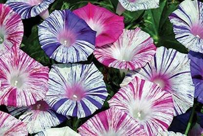 CYBEXIS TLX-92 - Morning Glory Mix Annual Climbing Flowers - (100 Seeds) Seed