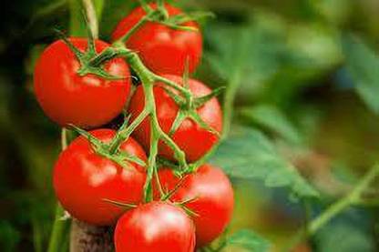 XOLDAA kashmiri hybrid tomato seeds Seed