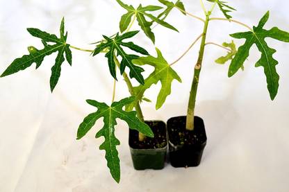 KNESSiN Nature Care Dwarf Papaya Red Lady Sweet Honey Seeds Seed