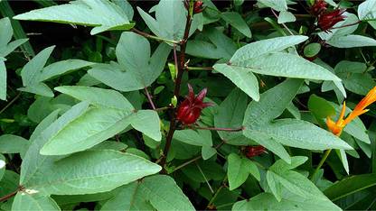 CHILLATAI Red Ambada / Red Kenaf / Red Gongura Seed