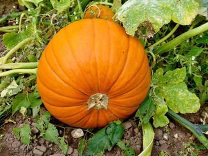 CYBEXIS VXI-70 - Pumpkin Premium Hybrid Quality - (100 Seeds) Seed