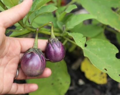 Caliber Baby Patio Eggplant Seed
