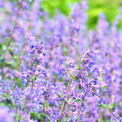 VibeX ® XXL-521 Cat Mint - Blue Moon - Herb Seed