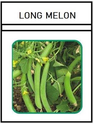 WILLVINE PAU-97 Hybrid Long melon kakdi kakri Seed