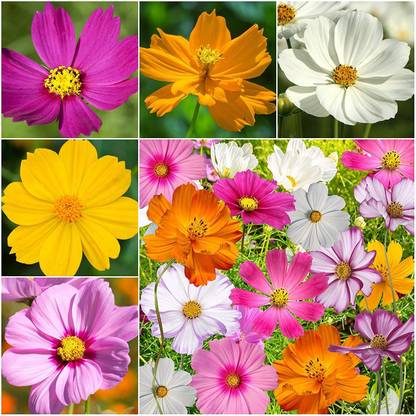 VibeX TLX-92 - Cosmos Flowers Mixed Variety - (30 Seeds) Seed