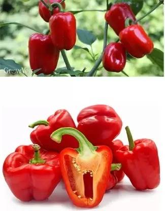 Aro Red Capsicum, Capsicum, Bell Pepper Seed