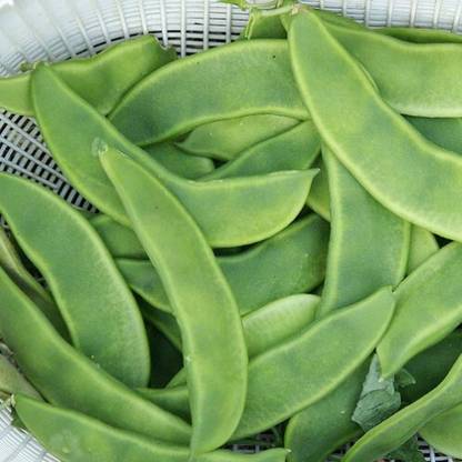 SeeGreen Sem Phali /Runner Beans Vegetables Seeds for Home Garden_12 Seed