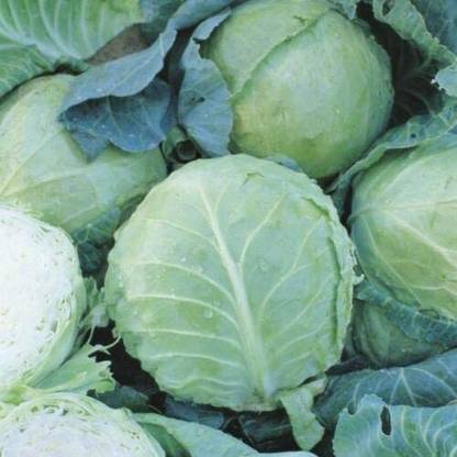 CYBEXIS Rare Cabbage - Holland Late Winter Seeds-250 Seeds Seed