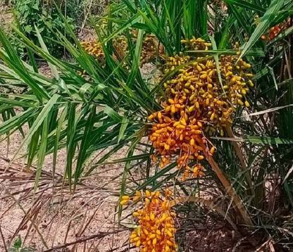 plantsworld Phoenix acaulis, Stemless Date Palm Seed
