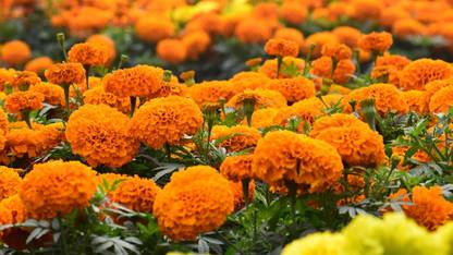 BSARKAR monsoon gendha phool marigold ,gada,geda flowers multi colour Seed