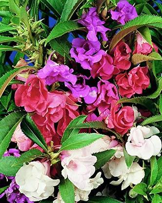 DIVINE DIOART™ART- balsamina Camelia Double Flower, 50 Seeds Pack-S112 Seed