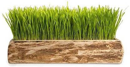 Aywal Wheat Grass, Cat Grass, Sweet Oat Grass, Triticum Aestivum Seed