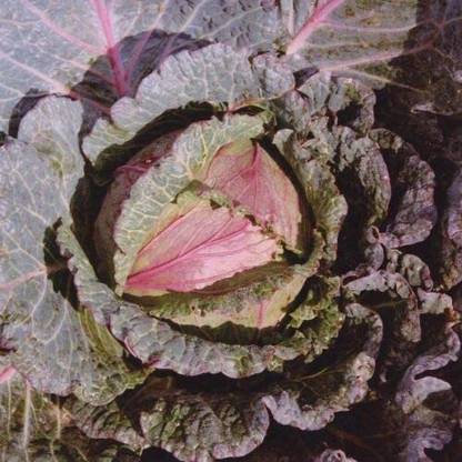 CYBEXIS Hardy Cabbage Deadon Seeds-250 Seeds Seed