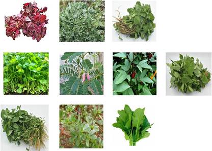 CHILLATAI 10 Variety Leaf Vegetable Seeds / Combo Spinach Seeds For Home Gardening Seed