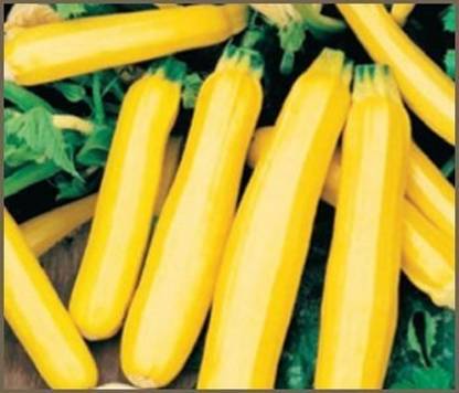 CRGO ZUCCHINI Seed