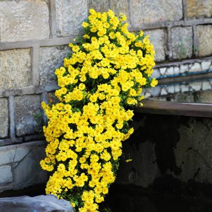 CYBEXIS XL-46 - Yellow Garden Yard Carpet Chrysanthemum - (30 Seeds) Seed