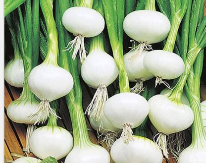 CYBEXIS VXI-36 - Barletta Onion - (1500 Seeds) Seed