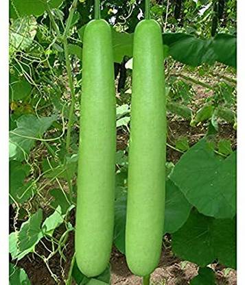 EKAKSHAR Hybrid Long Bottlegourd lauki Giha Gardening Plant 20 Beej Pack DD92 Seed
