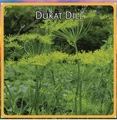 VibeX ® XXL-254 Dill Seeds - Elephant Seed