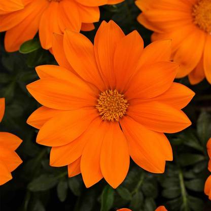 Biosnyg New Day Series Gazania Seeds - Clear Orange-[250 Seeds] Seed