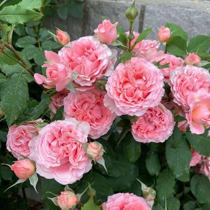 WILLVINE Rose “Corail Gelee“ Japanese Rose Seed