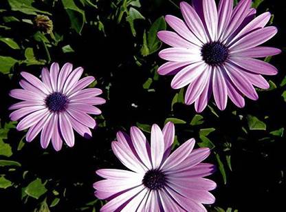CYBEXIS South African Daisy Flower Seeds Seed