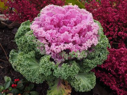 Mozette Organic ornamental kale herb Seed