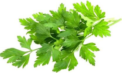 VibeX VVI-4 - Italian Flat Leaf ParsleyGreen - (750 Seeds) Seed