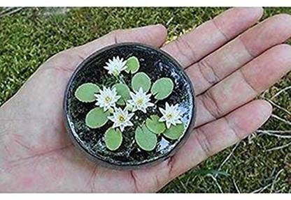 CRGO LOTUS , KAMAL Seed