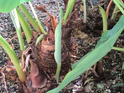 Aywal Taro Root,Kachu Seed