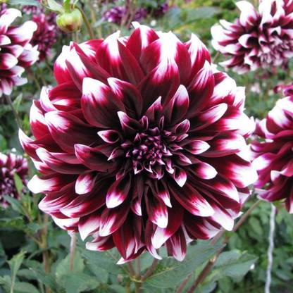 VibeX VXI-87 - Rare Dahlia Opera White and Dark Purple Fresh - (60 Seeds) Seed