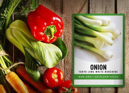 CYBEXIS ATS-67 - Tokyo Long White Bunching Onion - (1500 Seeds) Seed