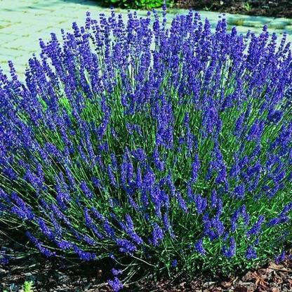 CYBEXIS VVI-4 - Hidcote Lavender - (2250 Seeds) Seed