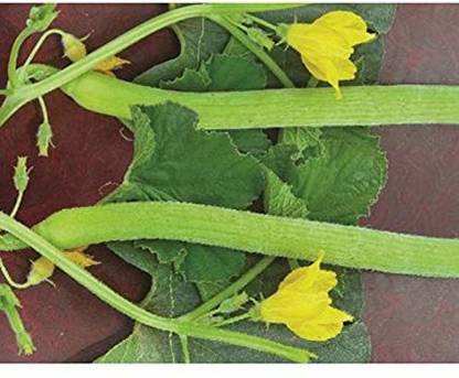 KANAYA Long Melon (Kakri) Vegetable Seed