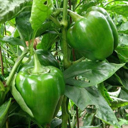 Arshiayat Shimla Mirch, Capsicum, Chilli, Sweet Paper Seed