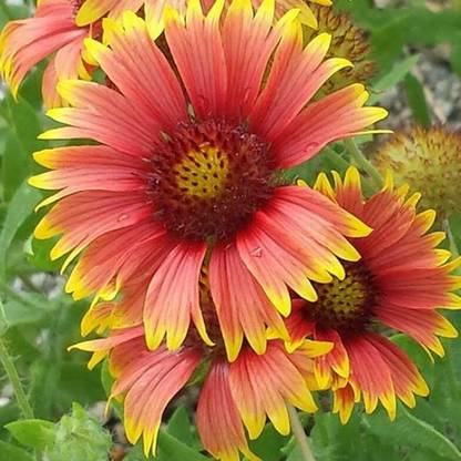 SEEDSSIDE Blanket Flower (Gaillardia grandiflora) Seed