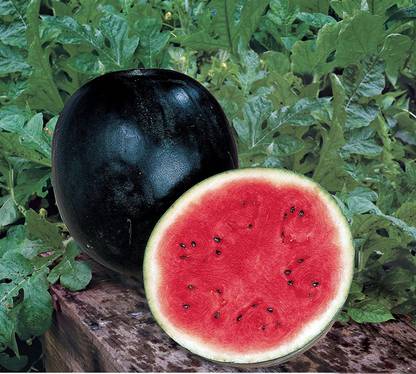 CYBEXIS GBPUT-10 - Sugar Baby Watermelon - (450 Seeds) Seed
