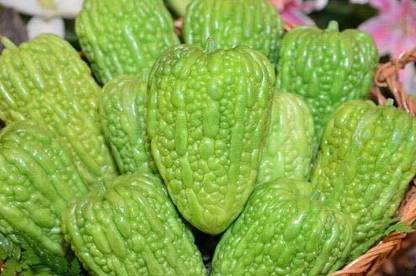 VibeX GBPUT-27 - Bitter gourd round green chinese variety - (300 Seeds) Seed