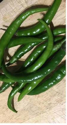 greenfarm NVX- Chilli Seeds/Mirchi Seeds , Best Quality Seeds ,300 X Seeds ,hbf132 Seed