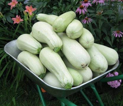 VibeX XL-46 - Zucchini Bush Type White - (75 Seeds) Seed