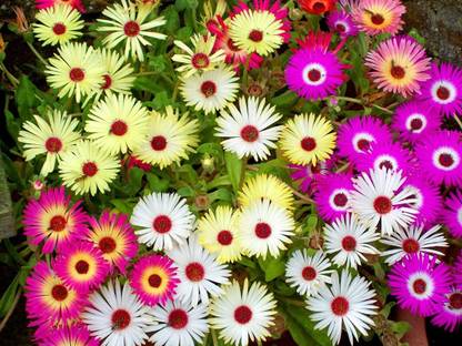 Aywal Ice Plant Flower Seed