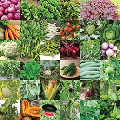 UGAOO Indian Vegetable Seeds Bank For Home Garden 35 Varieties Seed