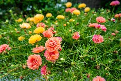BSARKAR Colourful mix variety hybrid double variety portulica flower seed Seed