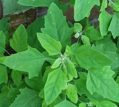 Aywal Bathua Saag(बथुआ साग) Vegetable Seed
