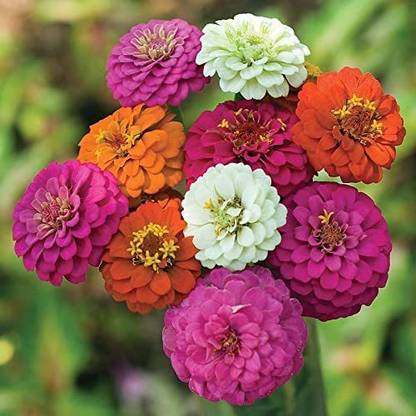 CYBEXIS NBIR-59 - Pom Pom Pompon Zinnia - (90 Seeds) Seed