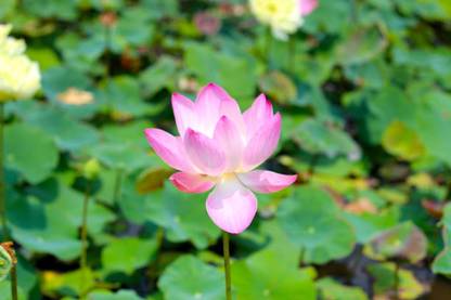 Nio lotus,kamal seeds Seed