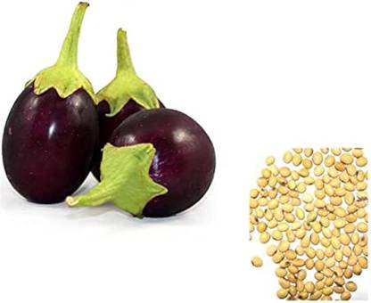 ibains Brinjal seeds Seed
