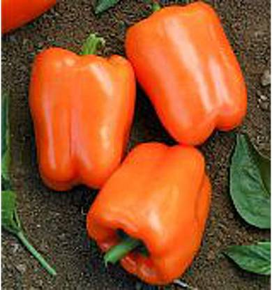 KNESSiN Orange Blaze Capsicum Sweet Peppers Seeds Seed