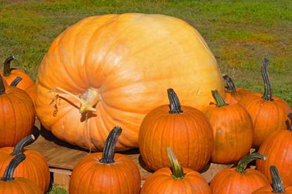 Qualtivate XXX-5A Biggest Pumpkin-Cinderella's Carriage Seed